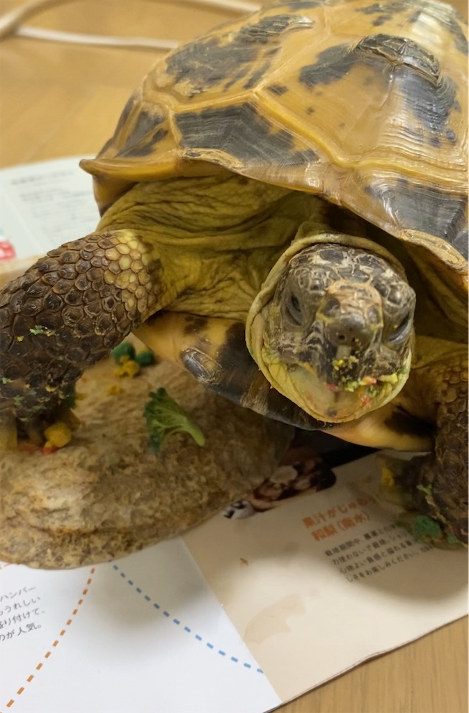 f:id:misarinco:20250327074410j:image