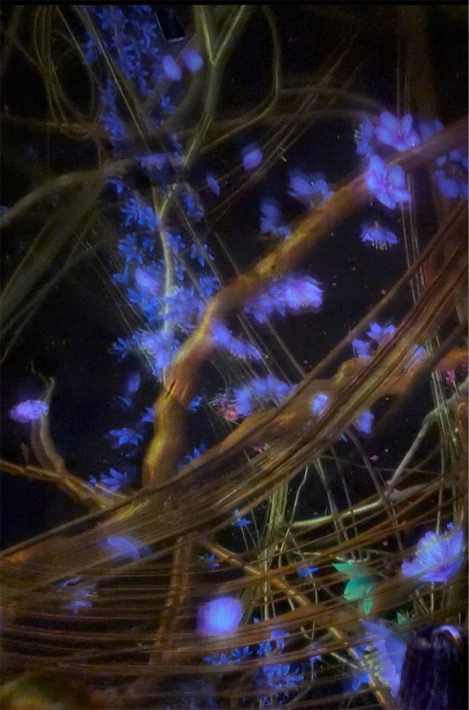 f:id:misarinco:20260408163518j:image