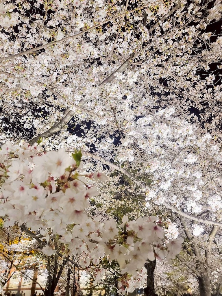 f:id:misarinco:20260419112932j:image