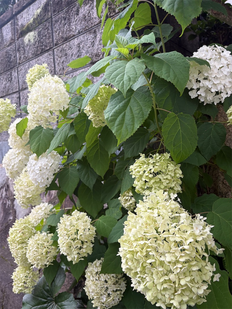 f:id:misarinco:20260625065938j:image