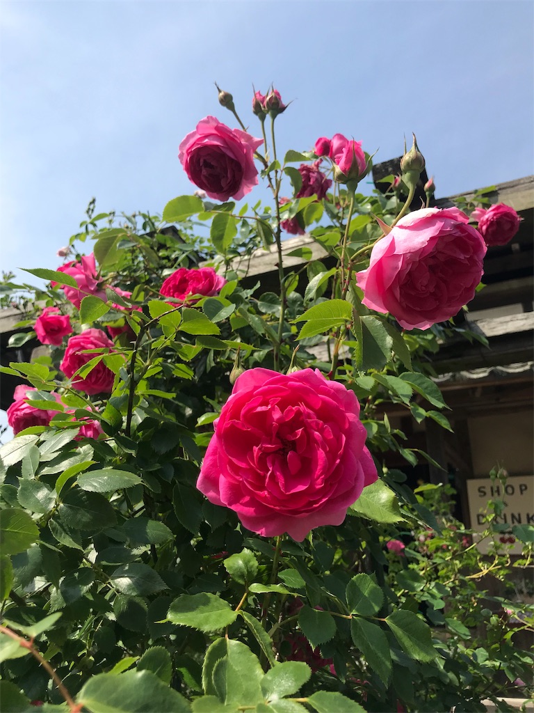 f:id:misaroundf:20190530135645j:image