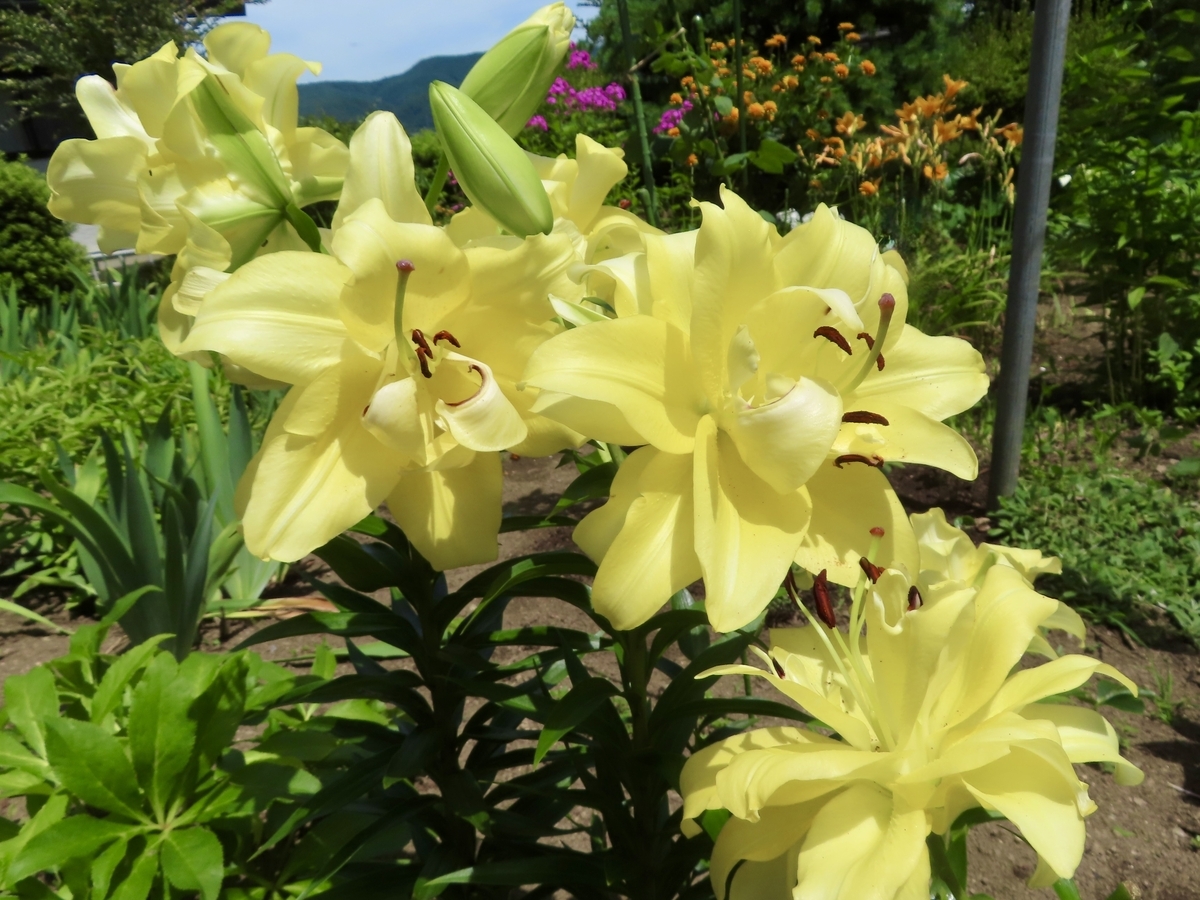 夏に咲いた庭の花♪ - いつもiらしく
