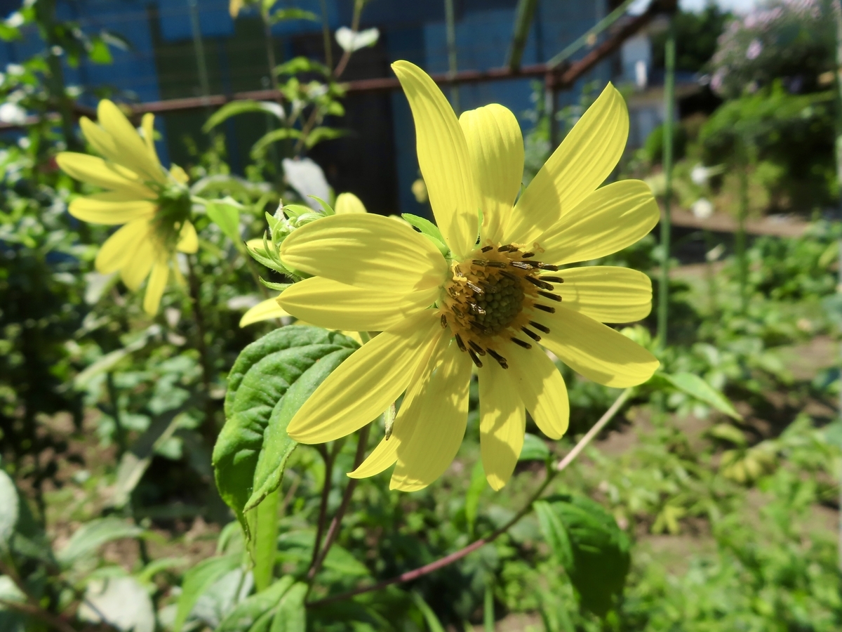 夏に咲いた庭の花♪ - いつもiらしく