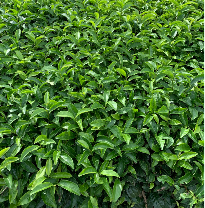 f:id:misato_mikan:20190901183640p:plain