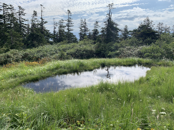 三岩岳 湿地