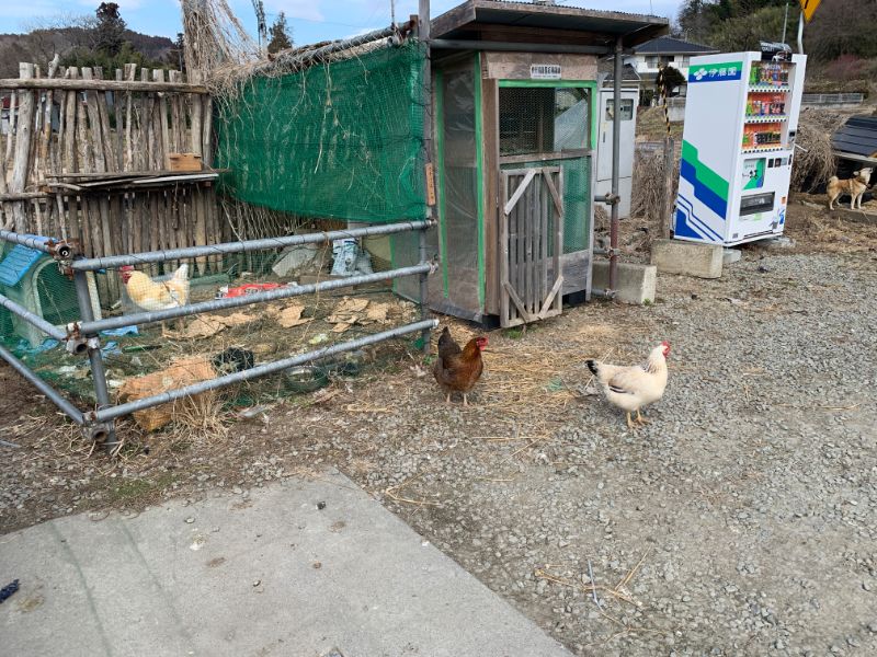 聖石温泉養鶏場