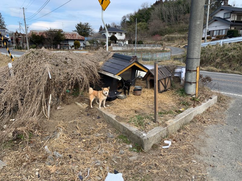 聖石温泉 犬