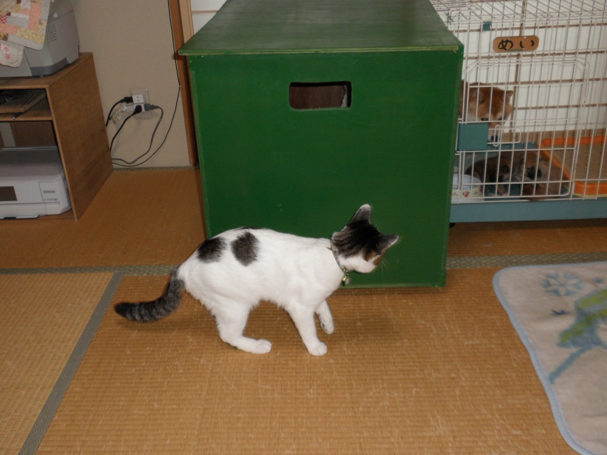 f:id:mishacarrot:20141005083109j:plain f:id:mishacarrot:20141005083109j:plain