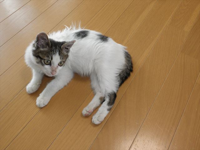 f:id:mishacarrot:20190215165908j:plain f:id:mishacarrot:20190215165908j:plain