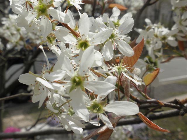 f:id:mishacarrot:20190413162709j:plain f:id:mishacarrot:20190413162709j:plain