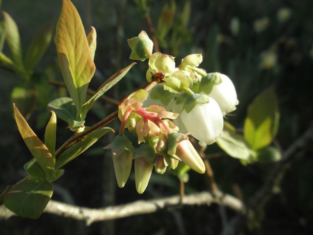 f:id:mishacarrot:20190427174850j:plain f:id:mishacarrot:20190427174850j:plain