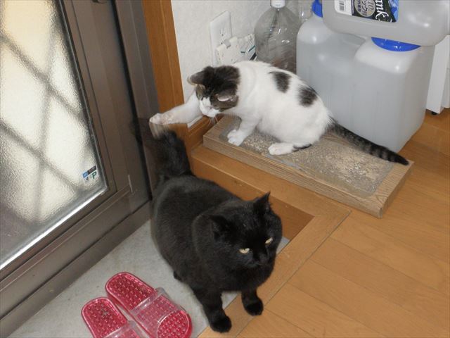 f:id:mishacarrot:20190513193440j:plain f:id:mishacarrot:20190513193440j:plain