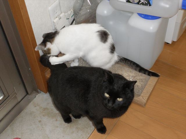 f:id:mishacarrot:20190513193456j:plain f:id:mishacarrot:20190513193456j:plain