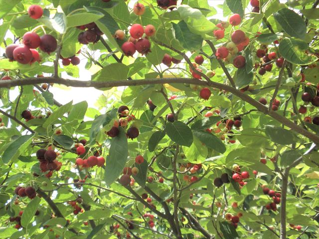 f:id:mishacarrot:20190607111259j:plain f:id:mishacarrot:20190607111259j:plain