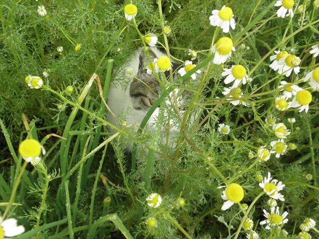f:id:mishacarrot:20190716152053j:plain
