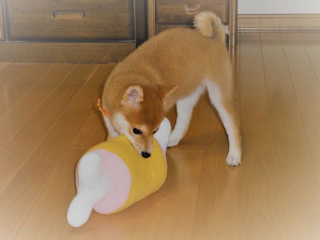 f:id:mishacarrot:20190719205606j:plain f:id:mishacarrot:20190719205606j:plain