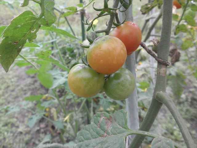 f:id:mishacarrot:20190827160555j:plain f:id:mishacarrot:20190827160555j:plain