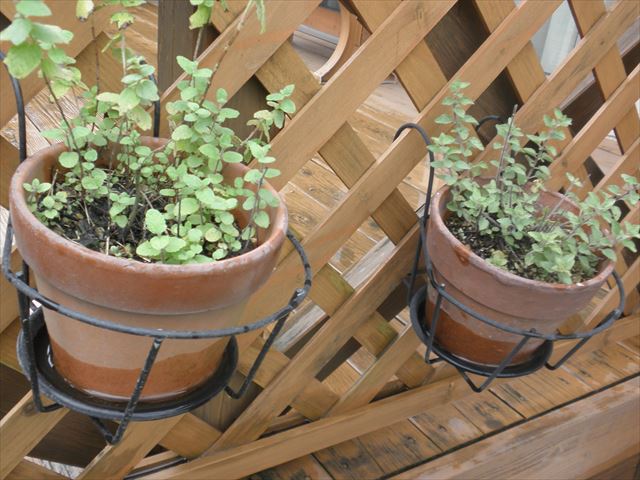 f:id:mishacarrot:20190827164014j:plain f:id:mishacarrot:20190827164014j:plain