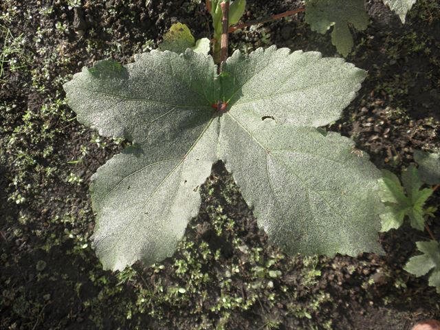 f:id:mishacarrot:20190908114940j:plain