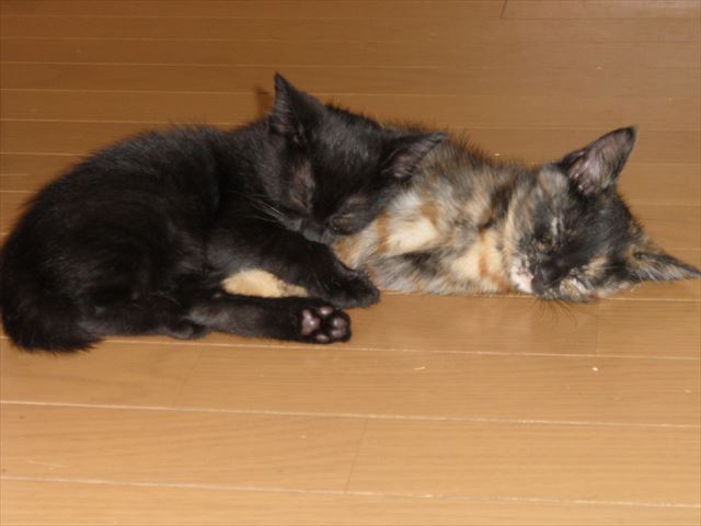 f:id:mishacarrot:20190918195037j:plain f:id:mishacarrot:20190918195037j:plain