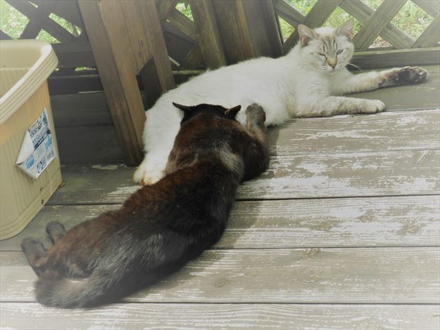 f:id:mishacarrot:20190929161849j:plain