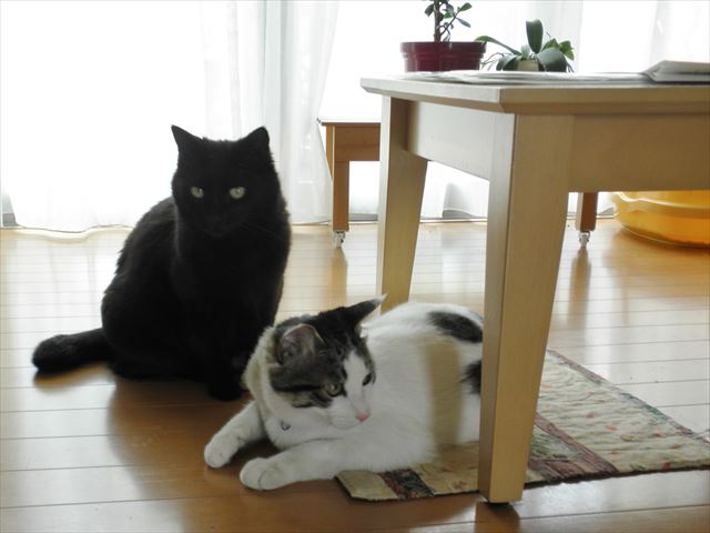 f:id:mishacarrot:20191001170245j:plain