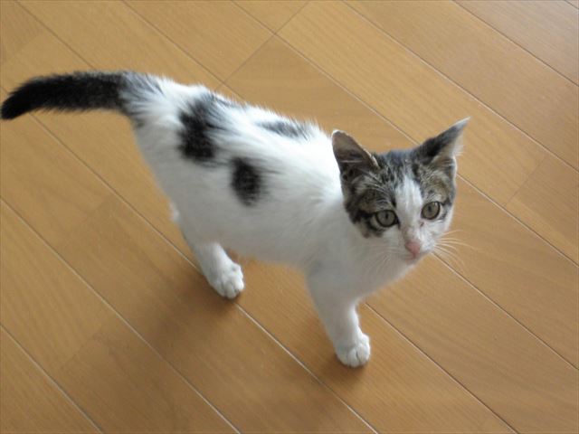 f:id:mishacarrot:20191004161009j:plain