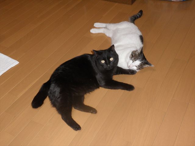 f:id:mishacarrot:20191004162700j:plain f:id:mishacarrot:20191004162700j:plain