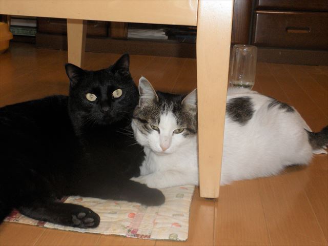 f:id:mishacarrot:20191004162713j:plain