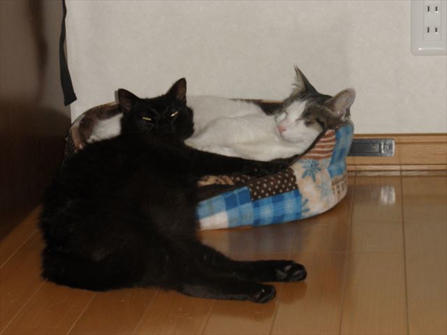 f:id:mishacarrot:20191004162727j:plain f:id:mishacarrot:20191004162727j:plain
