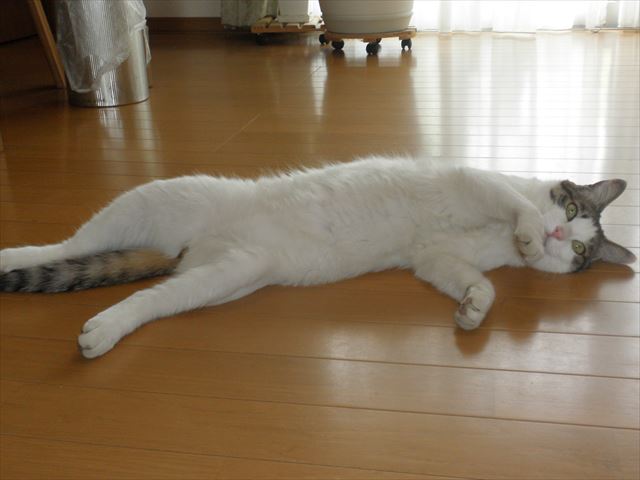 f:id:mishacarrot:20191004171001j:plain