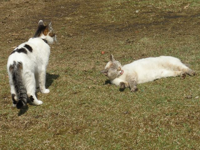 f:id:mishacarrot:20191007195606j:plain