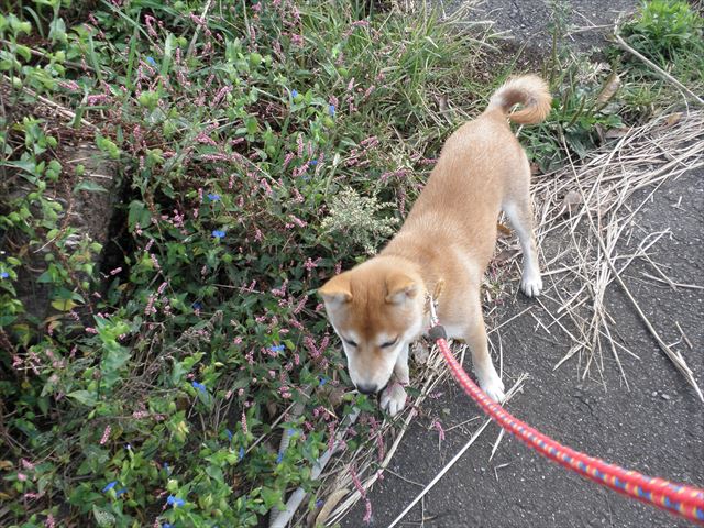 f:id:mishacarrot:20191013114051j:plain f:id:mishacarrot:20191013114051j:plain