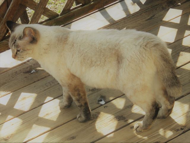 f:id:mishacarrot:20191013163322j:plain