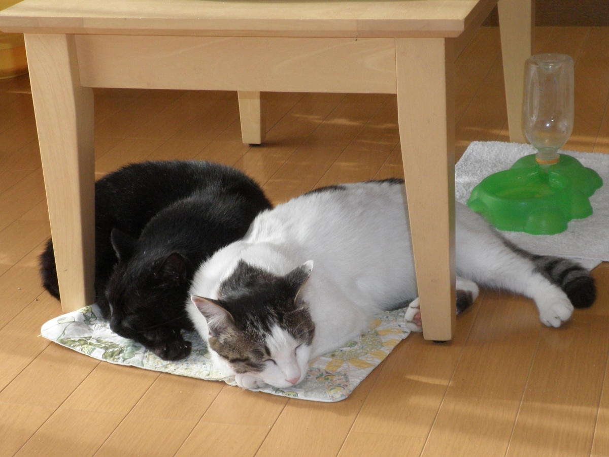 f:id:mishacarrot:20191016200923j:plain