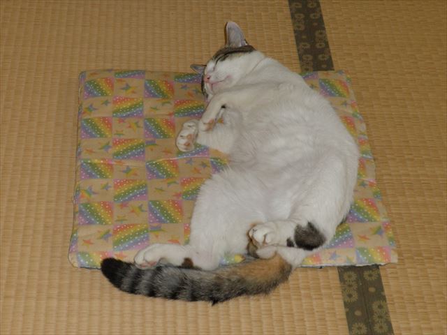 f:id:mishacarrot:20191018220313j:plain