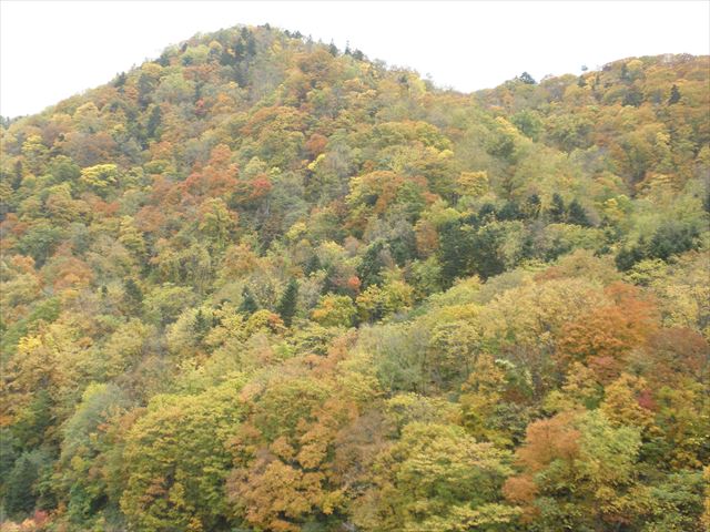 f:id:mishacarrot:20191023153451j:plain