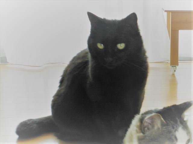 f:id:mishacarrot:20191025154808j:plain f:id:mishacarrot:20191025154808j:plain