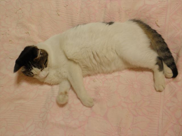 f:id:mishacarrot:20191030143259j:plain f:id:mishacarrot:20191030143259j:plain