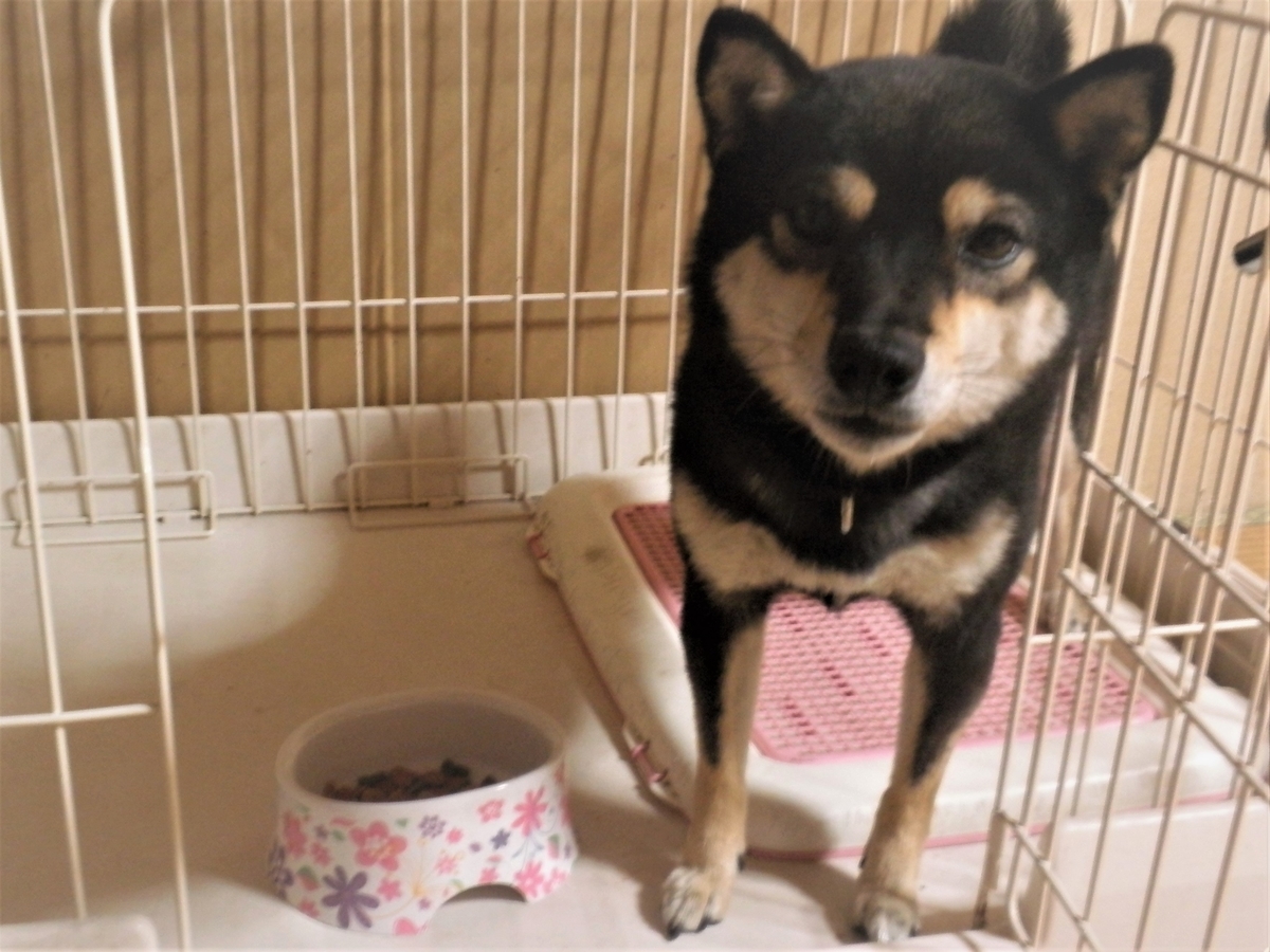 f:id:mishacarrot:20191112155938j:plain