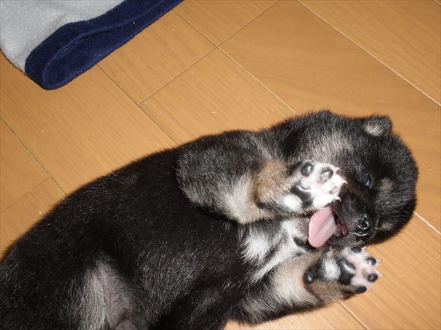 f:id:mishacarrot:20191114122410j:plain