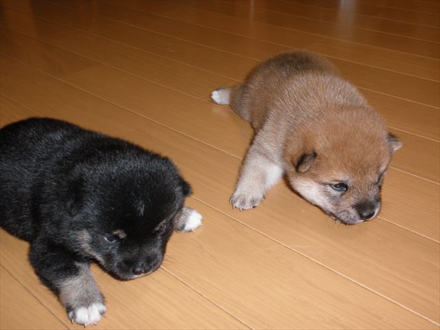 f:id:mishacarrot:20191114122456j:plain