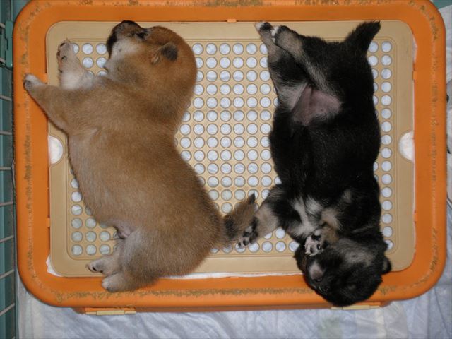 f:id:mishacarrot:20191114122942j:plain