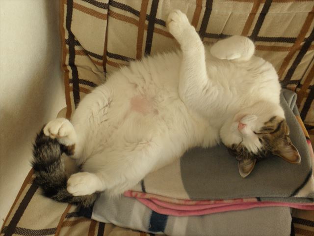 f:id:mishacarrot:20191115154154j:plain f:id:mishacarrot:20191115154154j:plain