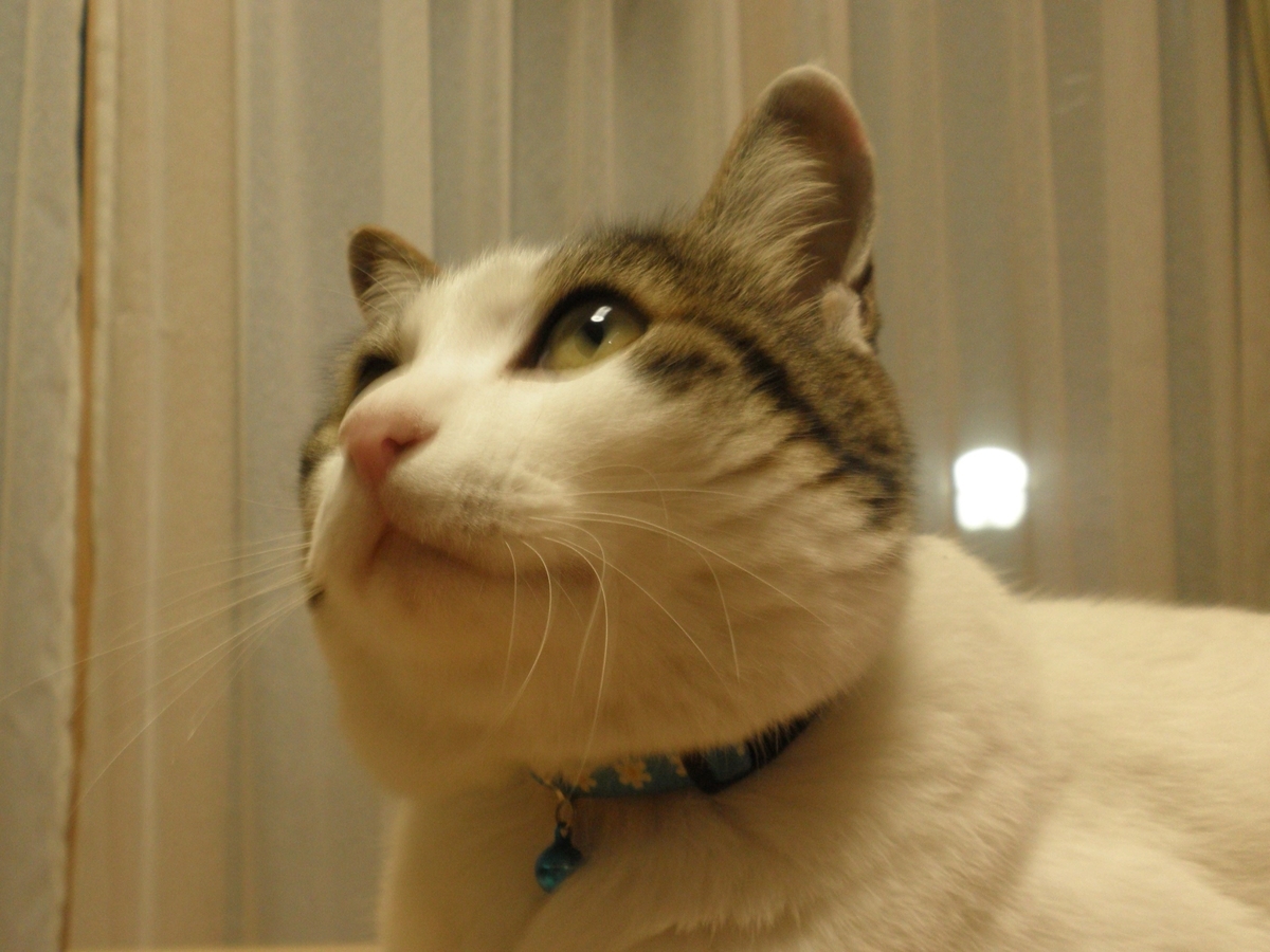 f:id:mishacarrot:20191124172302j:plain