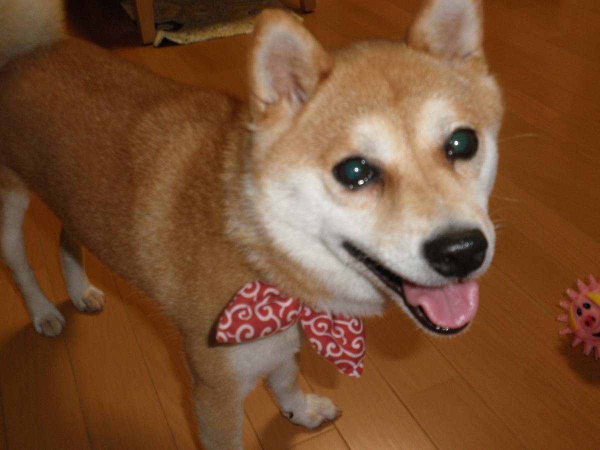 f:id:mishacarrot:20191203161126j:plain f:id:mishacarrot:20191203161126j:plain
