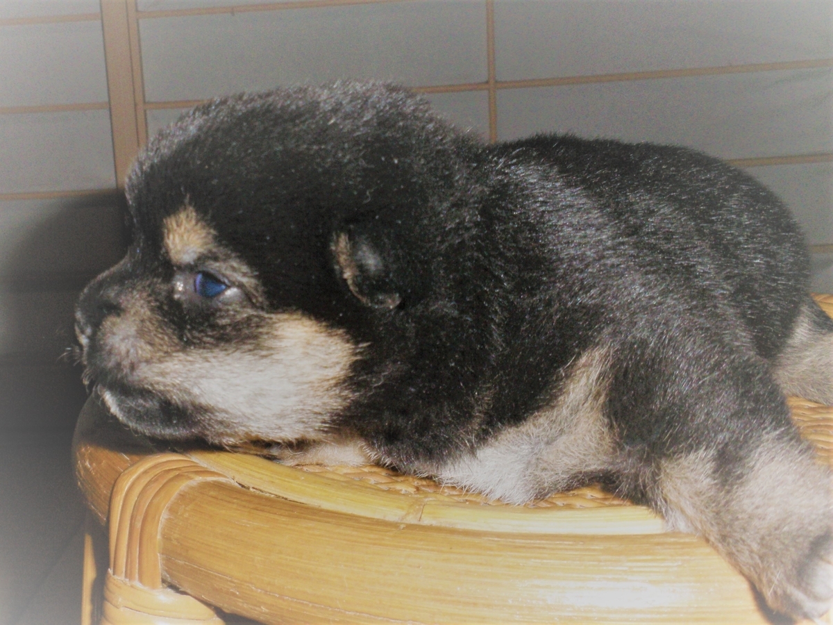 f:id:mishacarrot:20191220162853j:plain f:id:mishacarrot:20191220162853j:plain