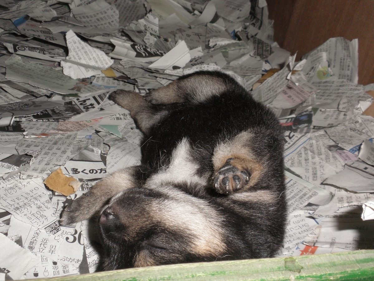 f:id:mishacarrot:20191220163848j:plain f:id:mishacarrot:20191220163848j:plain