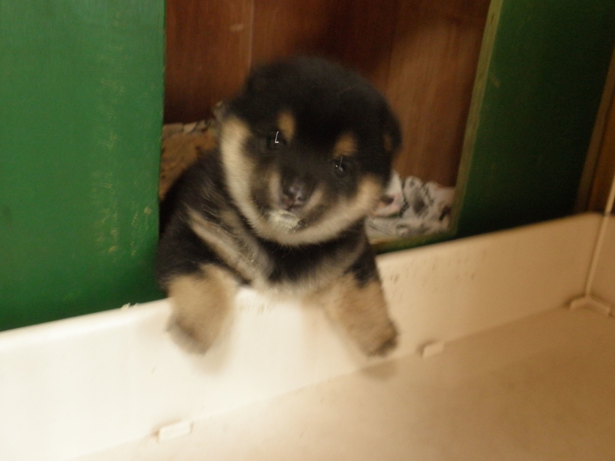 f:id:mishacarrot:20200105173537j:plain f:id:mishacarrot:20200105173537j:plain
