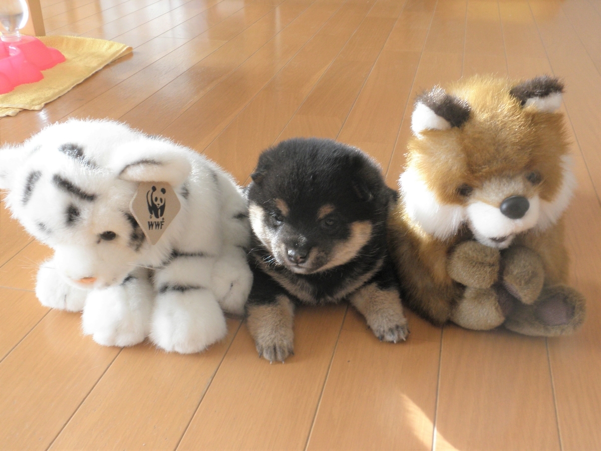 f:id:mishacarrot:20200105174837j:plain f:id:mishacarrot:20200105174837j:plain